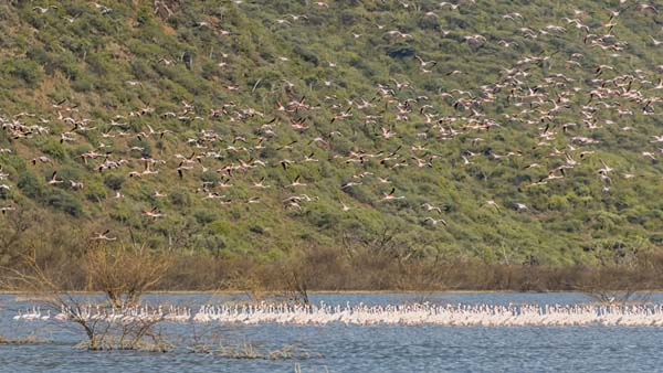 肯尼亞+坦桑尼亞全景游獵12日游（純玩0購物/上海起止）